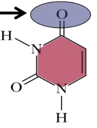 <p>This is the structure of?</p>