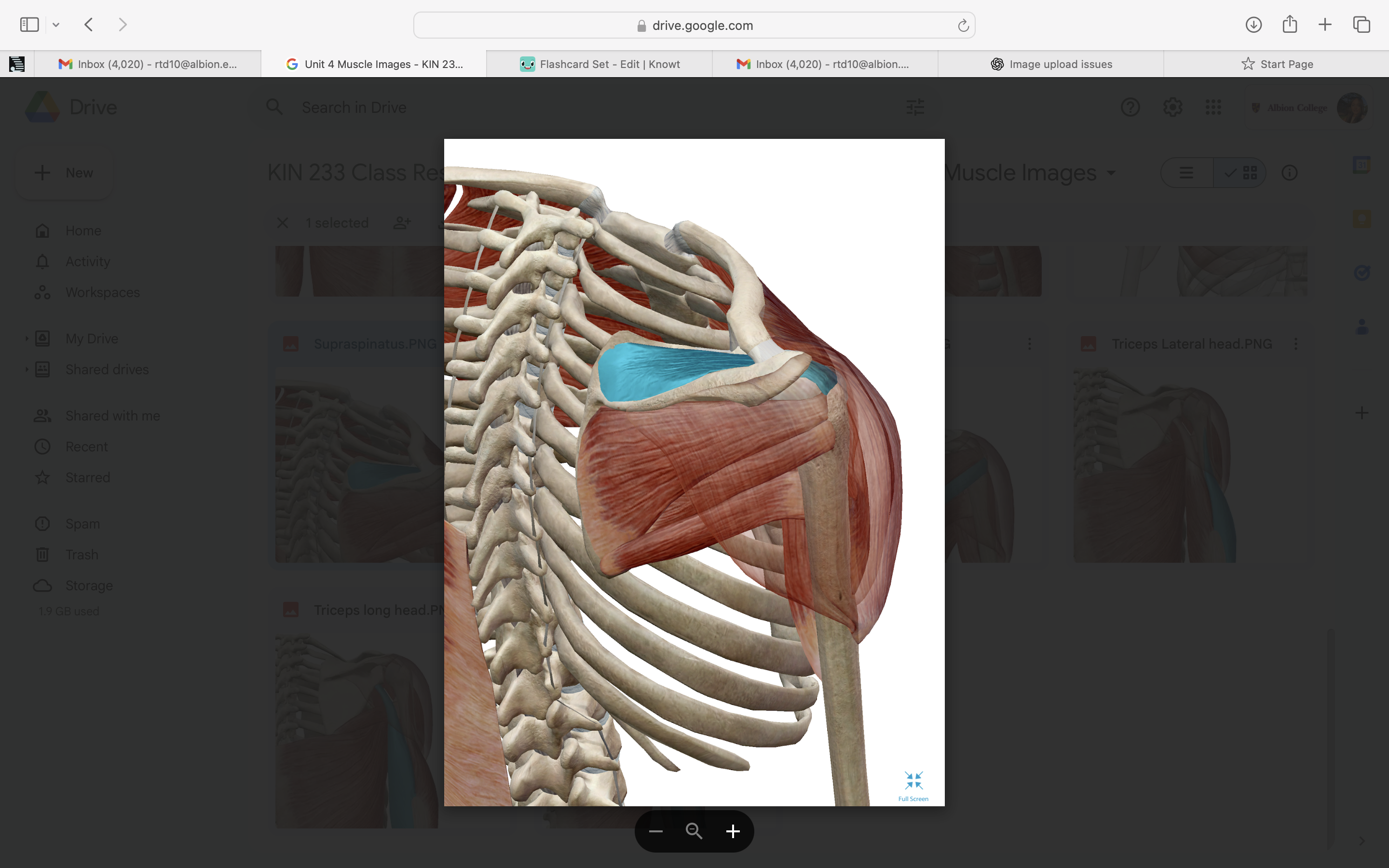 <p>origin is supraspinous fossa, insertion is grater tubercle </p>