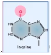<p>RNA modification that is important to protein synthesis</p>