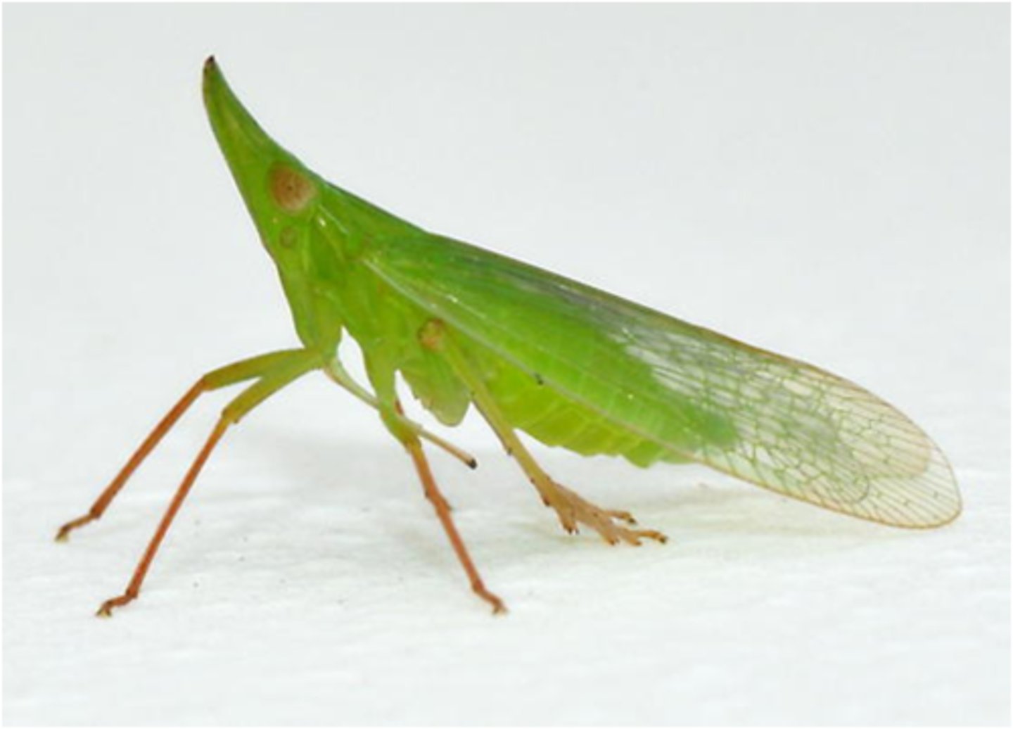 <p>Cicadas, spittlebugs, plant/leaf/tree hoppers</p>