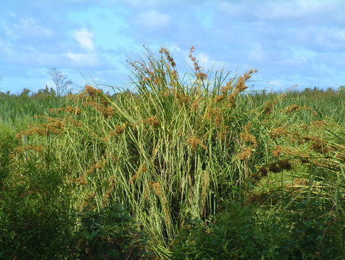 Family: Cyperaceae 
Common: swamp sawgrass 
Range: Native to the coastal plain down to Mexico
Habitat: Swamps and marshes (hydric sites), saline soils, estuaries
Height: up to 9ft tall
Bark: NA 
Persistence: Perennial 
Leaves: Folded, 'v-shaped' margin, sharp blades (fine serrations) on midrib. Rosette at base.
Flower/fruits: Panicle flower, acheme fruits.
Other: Serrated edges that can be felt. Nesting cover, carries fire in the Everglades. 
Tol: Intolerant of shade, med fire, high flood