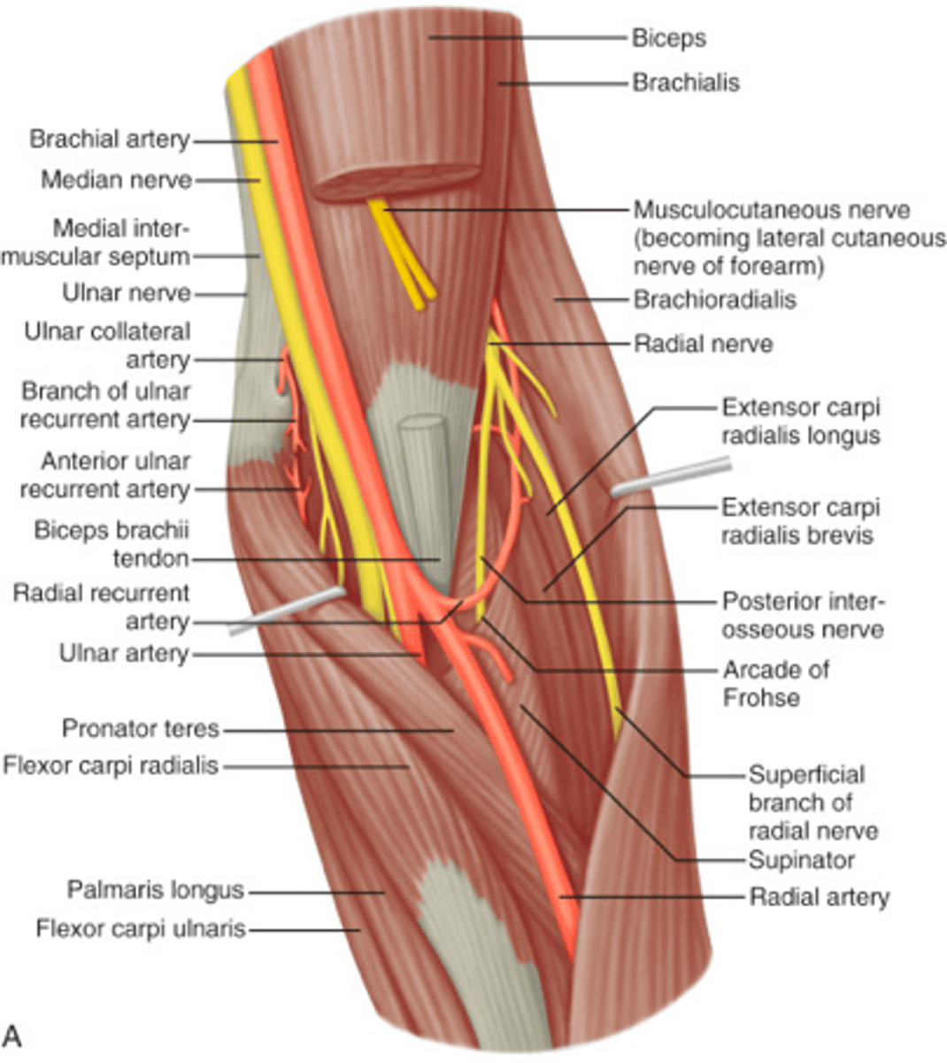 <p>overuse injury caused by repetitive overload at the origin of common extensor tendons which causes inflammation and microtears.</p>