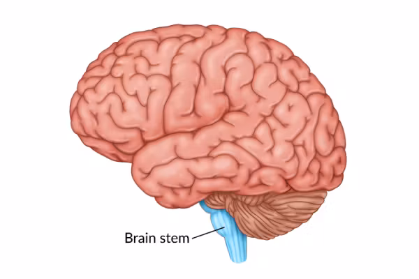 <p>The oldest part of the brain and connects it to the spinal cord</p>