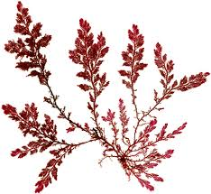 <p>red to violet brown, tufts with pinnate branching, looks like trees, discoid holdfast, apical meristem, low intertidal</p>