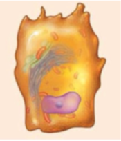 <ul><li><p>bone building cells, secrete collage fibres and ground substance</p></li><li><p>osteo<u>b</u>last - <u>b</u>uild</p></li><li><p>secretes bone matrix</p></li></ul><p></p>
