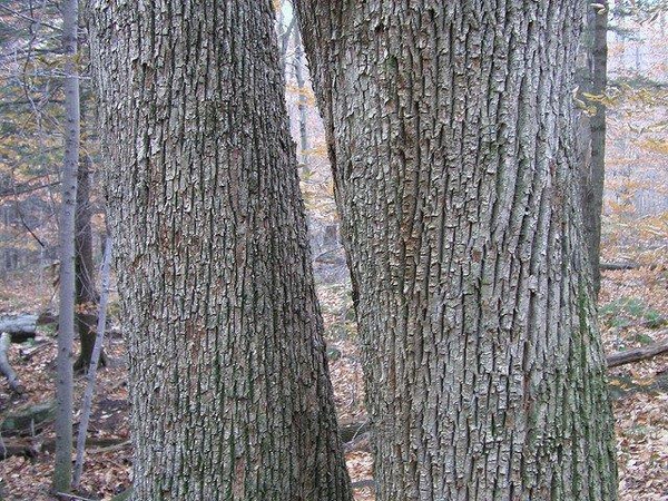 <p>American basswood, Tilia americana, Malvaceae</p>