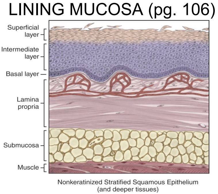 <p>Lining mucosa:</p><ul><li><p>soft, pilable, moist, stretchable, cushioned</p></li><li><p><strong>NON-KERATINIZED stratified squamous epithelium </strong></p></li><li><p>Lamina propria is smoother (less rete ridges/CT papillae</p></li><li><p>contains elastic fibers and submucosa </p></li></ul><p></p>