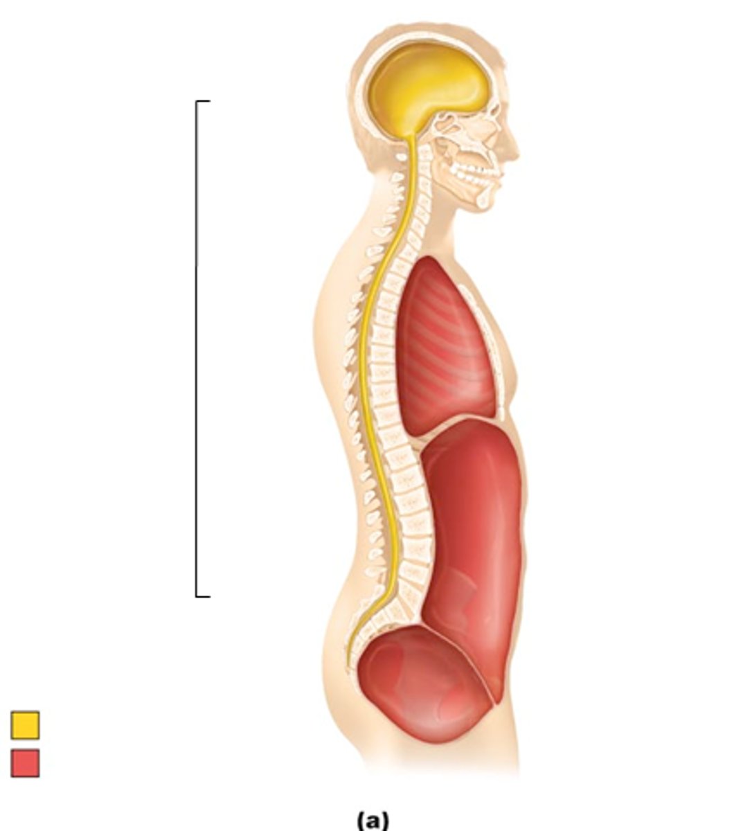 <p>long cavity on back of body(cranial - vertebral)</p>