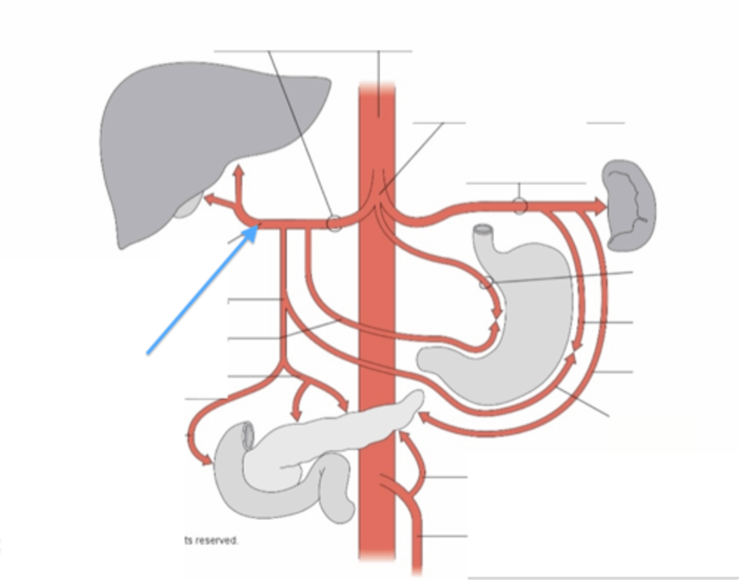 <p>right and left hepatic artery supplying the right and left lobe of the liver</p>