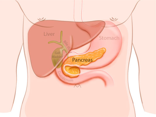 <p>accessory organ, sends many enzymes down the pancreatic duct </p>