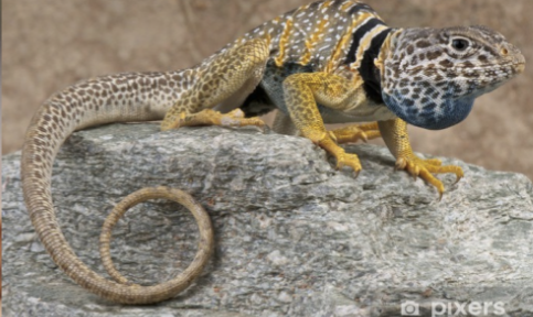 genus crotaphytus