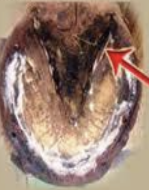 <p>what is occurring in the image?</p>