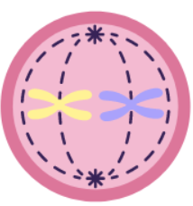 <p>What stage of <strong>mitosis</strong> it this?</p>