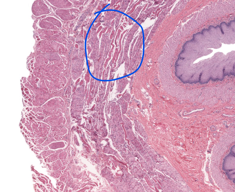 <p>specific layer</p>