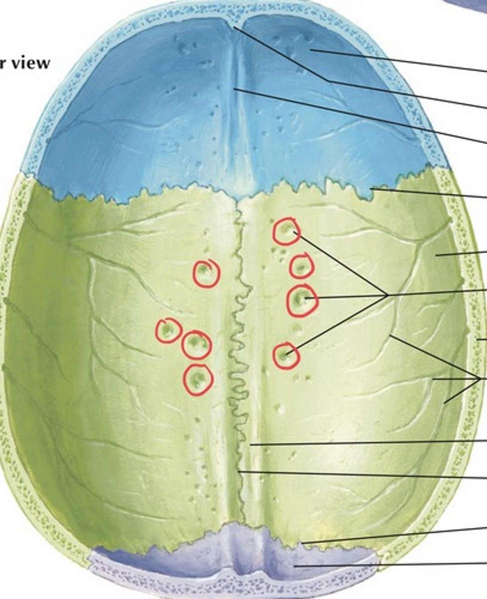 <p>indentations on parietal bones from arachnoid mater layer of skull/brain's soft tissue</p>