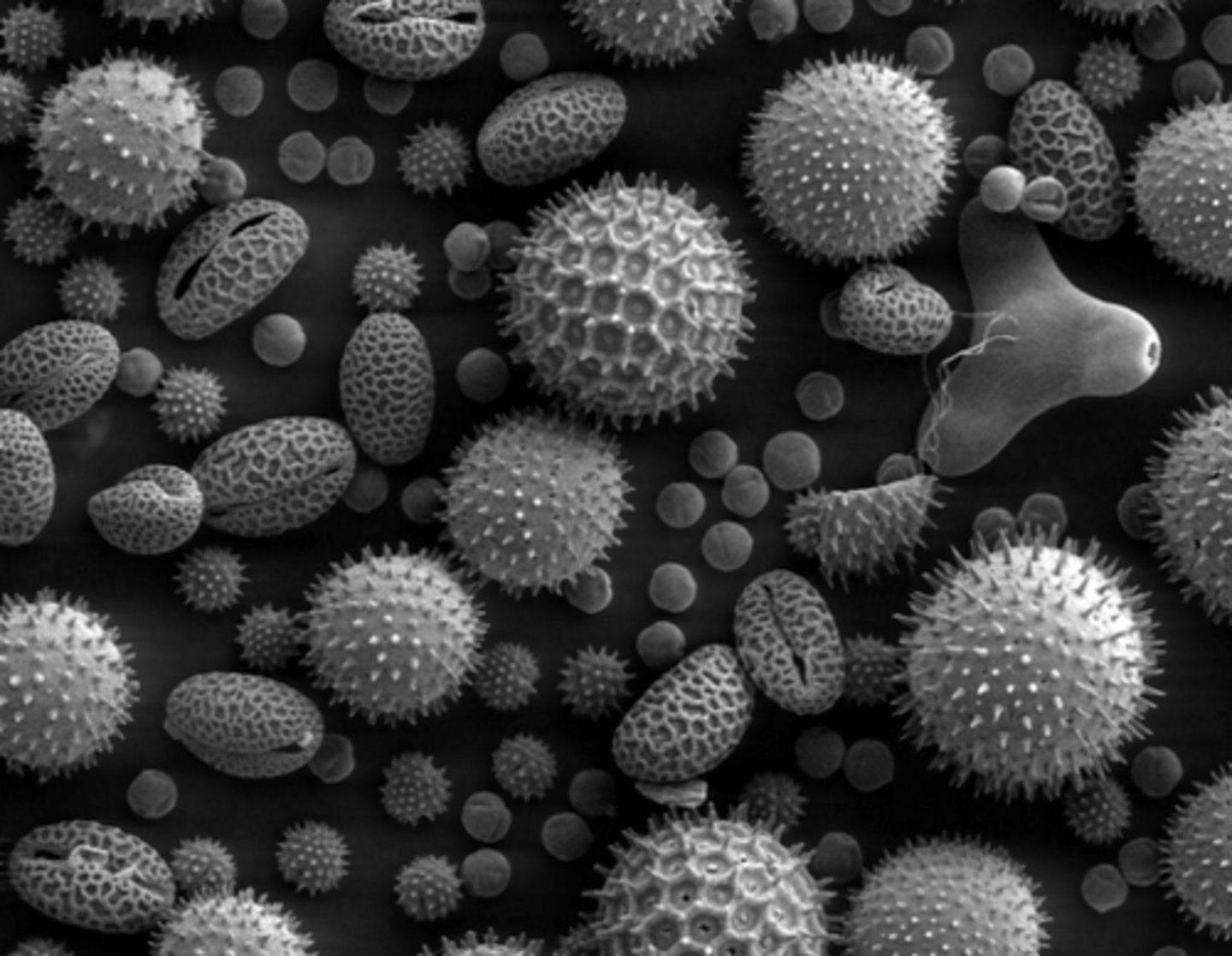 <p>A tough polymer that makes up walls of spores</p>