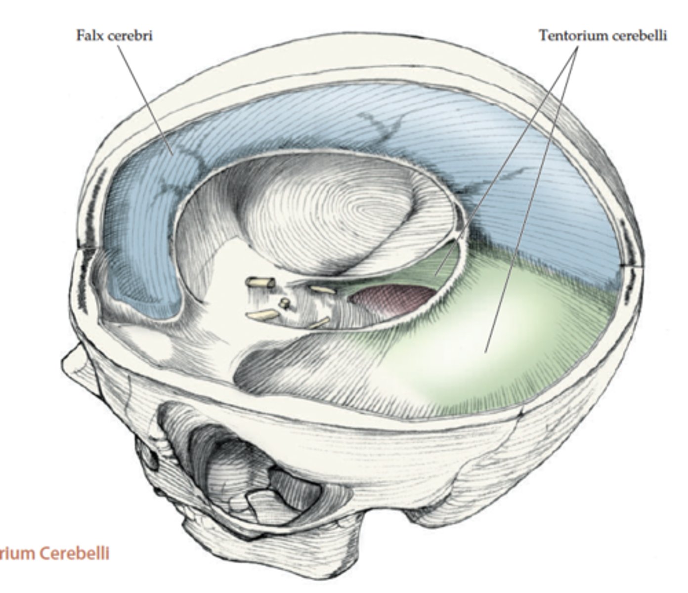 <p>dural layer that separates the two cerebral hemispheres</p>