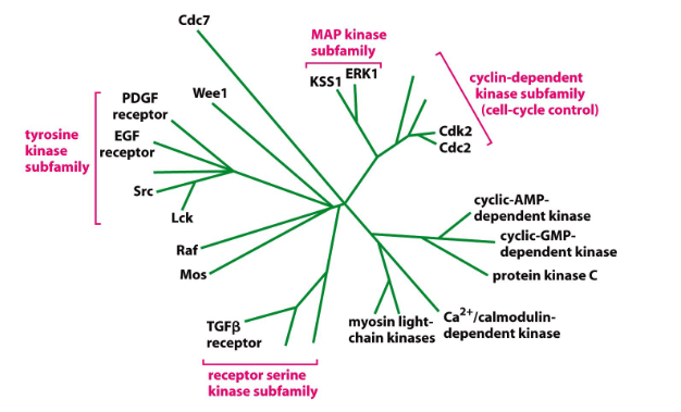 <p>- relationships determined by comparing AA sequences -&gt; more similar sequences cluster on same branches of evolutionary tree. Family members share similar 3D shape and function</p><p>- based on homologous sequences</p>