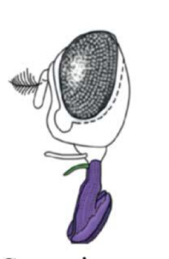 <p>Name this type of mouthparts and give and example</p>