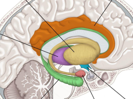 <p>What is the blue part of this Limbic system?</p>