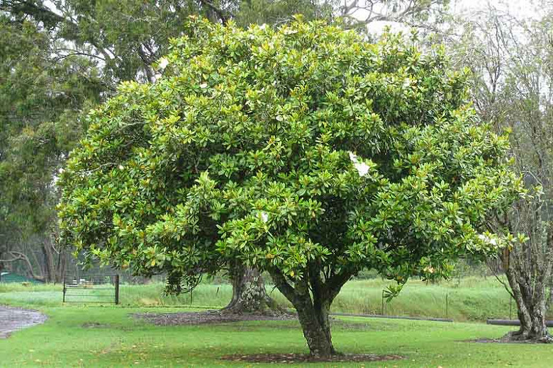 Southern Magnolia