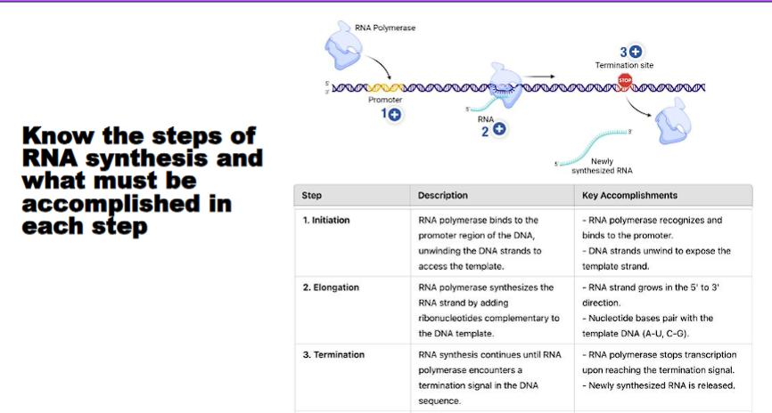 <p>Know the steps of RNA synthesis and what must be accomplished in each step</p>