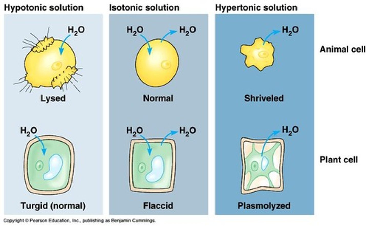 <p>The passive diffusion of water across a membrane.</p>