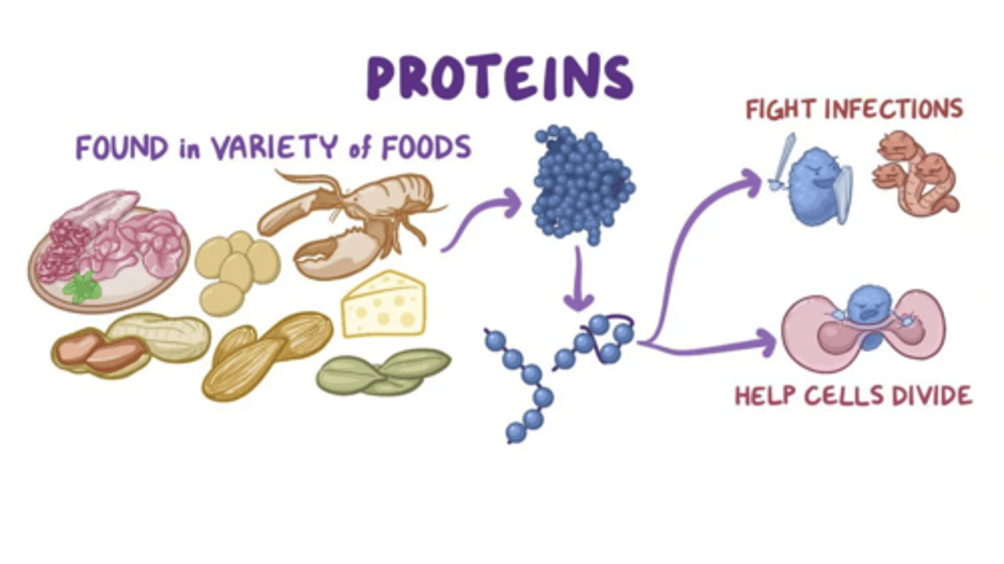 <p>Most tissues ; <br><br>Muscles <br><br>Bodily organs <br><br>Cells</p>