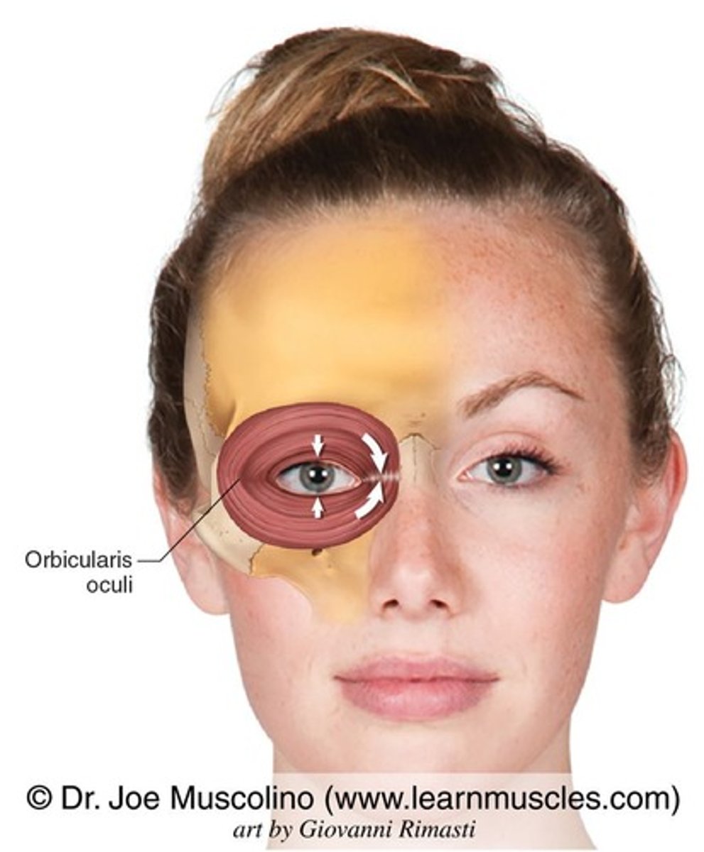 <p>Location: Around the eyes. Bones Associated: Frontal & maxilla. Origin: Medial orbit. Insertion: Eyelid skin.</p>