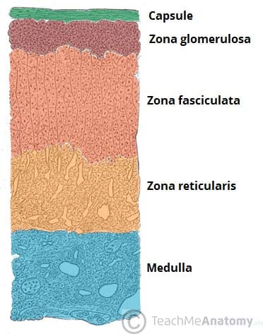 <ol><li><p>zona glomerulosa</p></li><li><p>zona fasciculata</p></li><li><p>zona reticularis</p></li></ol><p></p>