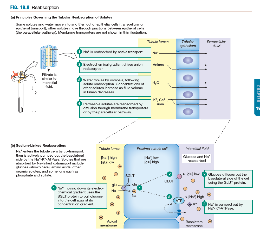 Mechanism of Tubular Reabsorption

a) draw/explain major mechanisms by which Na+, Cl-, water, glucose reabsorbed

b) why a change in one parameter affects another

(how does having fewer Na+/K+ pumps affect water reabsorption)