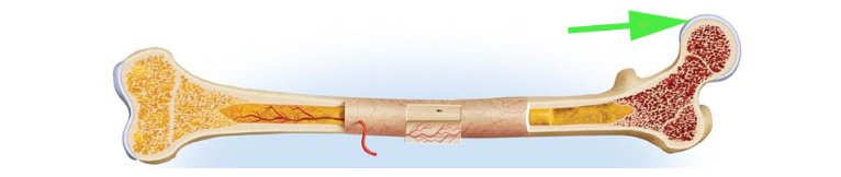 <p>What is the tissue covering the articular surfaces of bones called?</p>