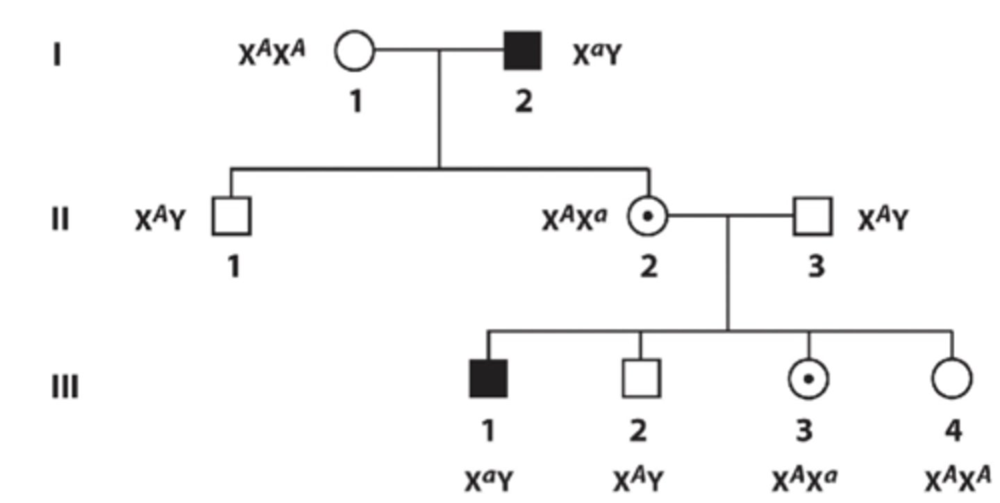 <p>- Daughters of affected male are always carriers of recessive trait</p><p>- Mutation NEVER passes from father to son (since son gets Y chromosome from father, never affected X)</p><p>- More males than females show rare trait since they only need one affected recessive allele to express trait</p>