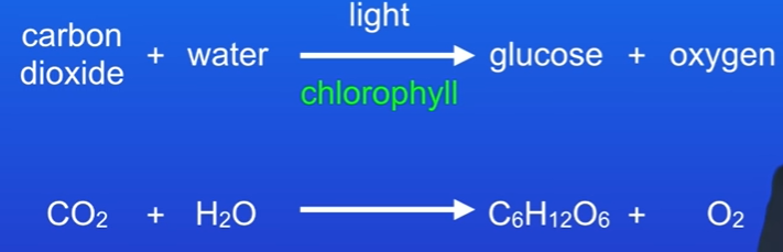 <p>carbon dioxide +water + light energy = glucose +oxygen</p>