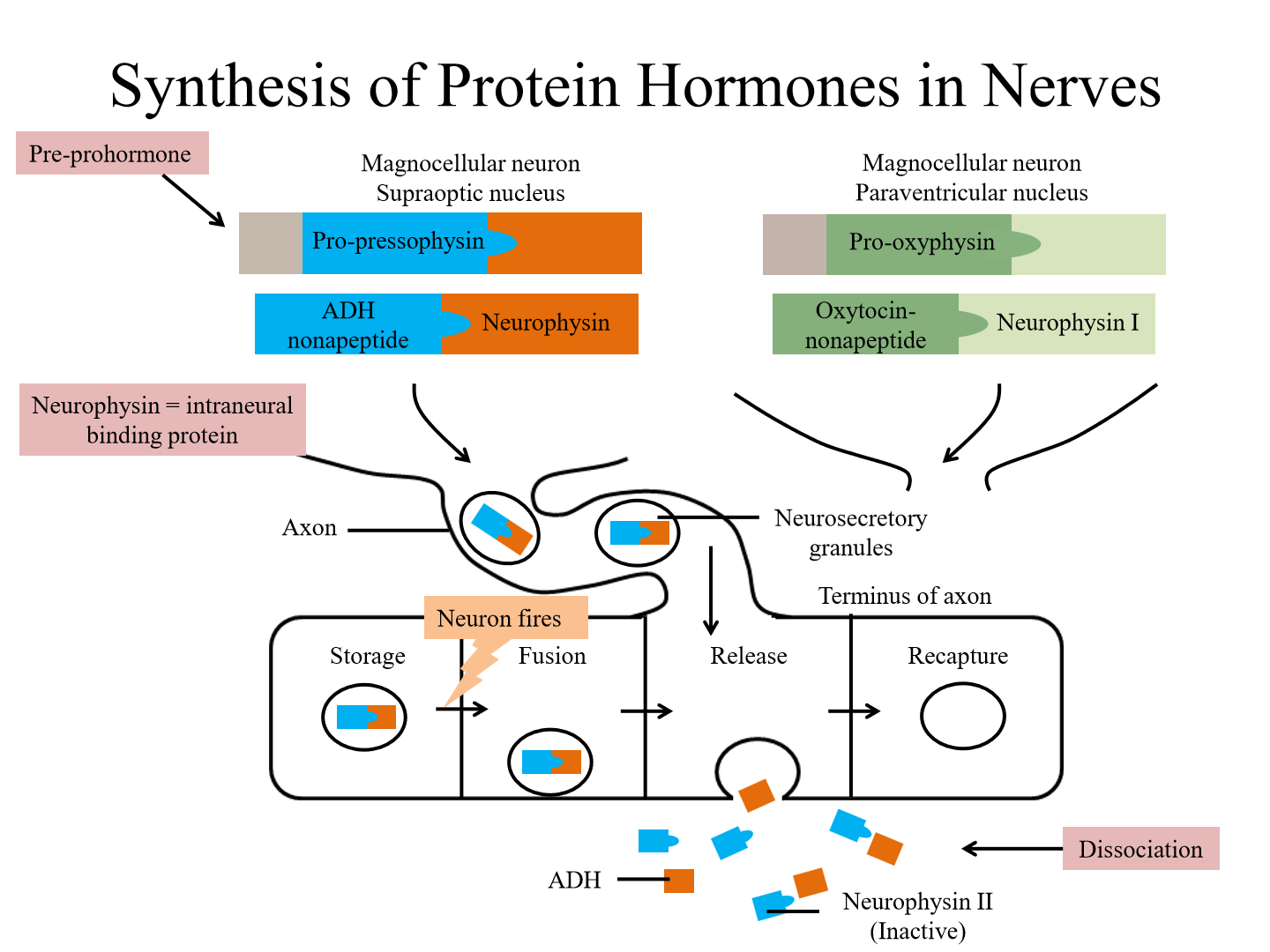 <p>1. RNA translation produced the pre-prohormone, consisting of pro-pressophyrin</p><p>2. ADH is bound to neurophysin (intraneural binding protein). This is transported down to neuron axons and vesicles</p><p>3. When released, ADH splits from neeurophysin and moves into blood</p>