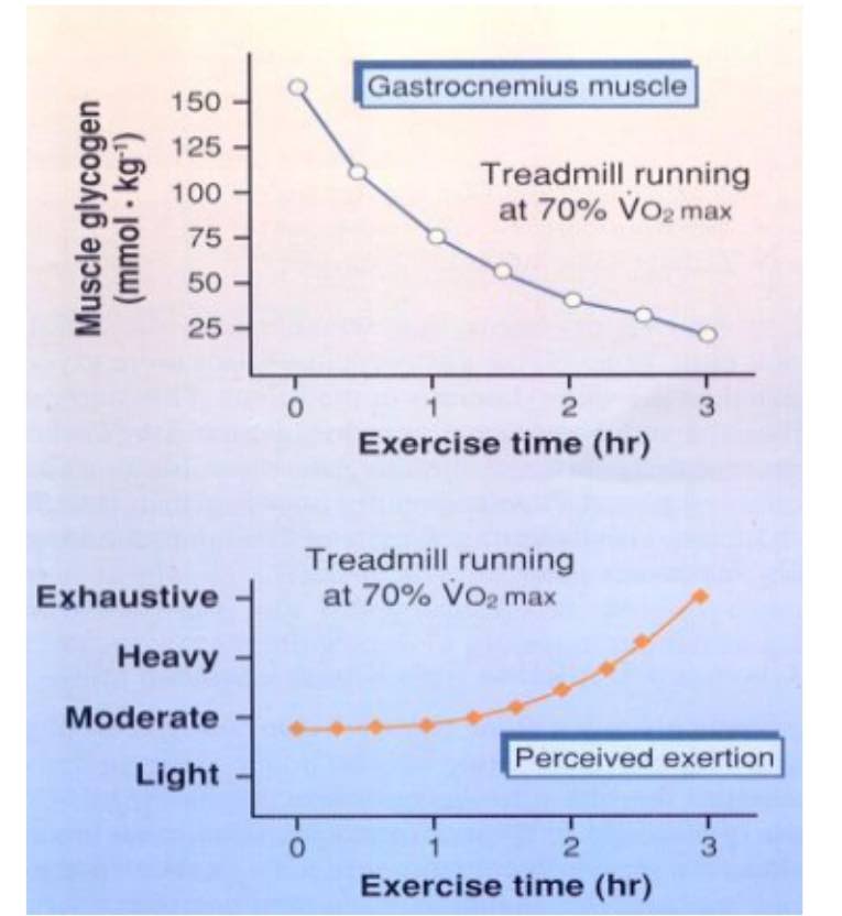 <p>Muscle glycogen levels, exercise time, Borg’s rate of perceived exertion (Type 1)</p>