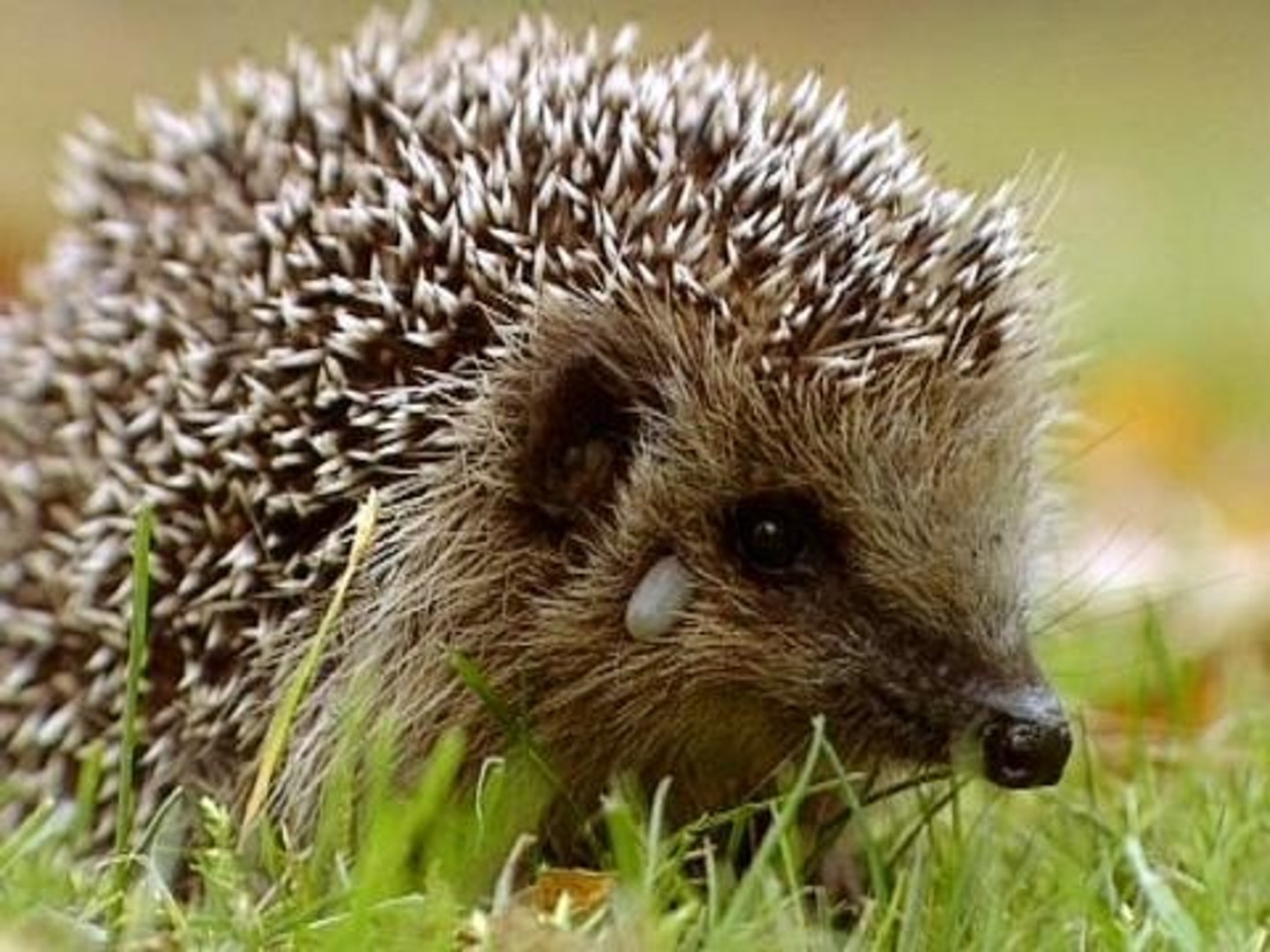 <p>hedgehog</p>