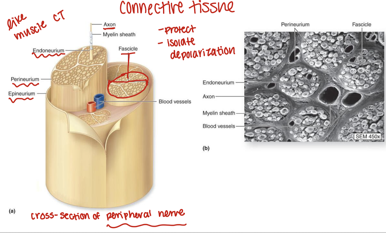 <p>endoneurium: surrounds neurons</p><p>perineurium: surrounds fasicles</p><p>epineurium: surrounds nerves</p>