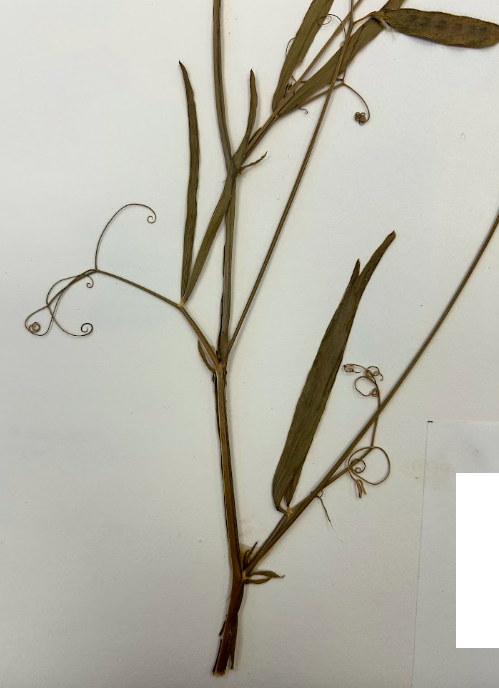 <p>Fabaceae</p><p><em>Lathyrus</em></p>