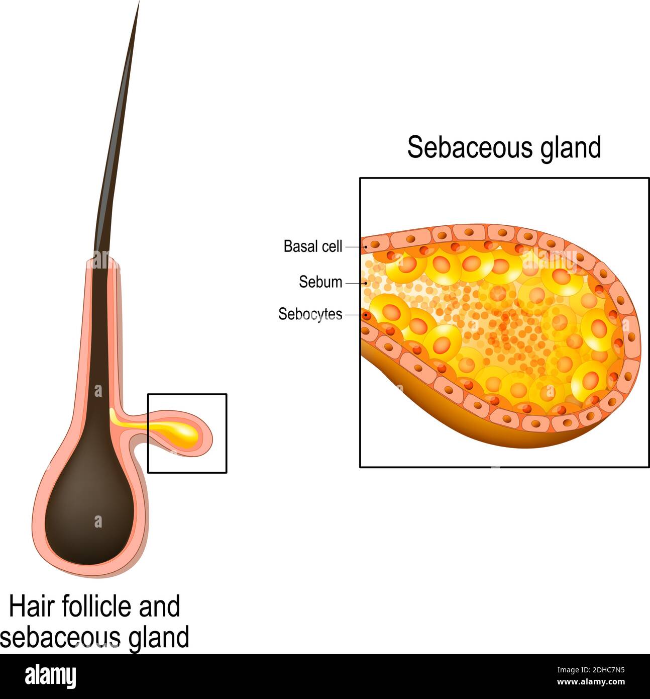 <p>sebum</p>