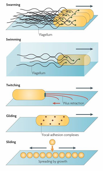 <p>i) Brownian motion, sliding motility (non-motile)</p><p>ii) Swimming motility</p><p>iii) Twitching motility&nbsp;</p><p>iv) Gliding motility</p><p>v) Swarming motility</p>