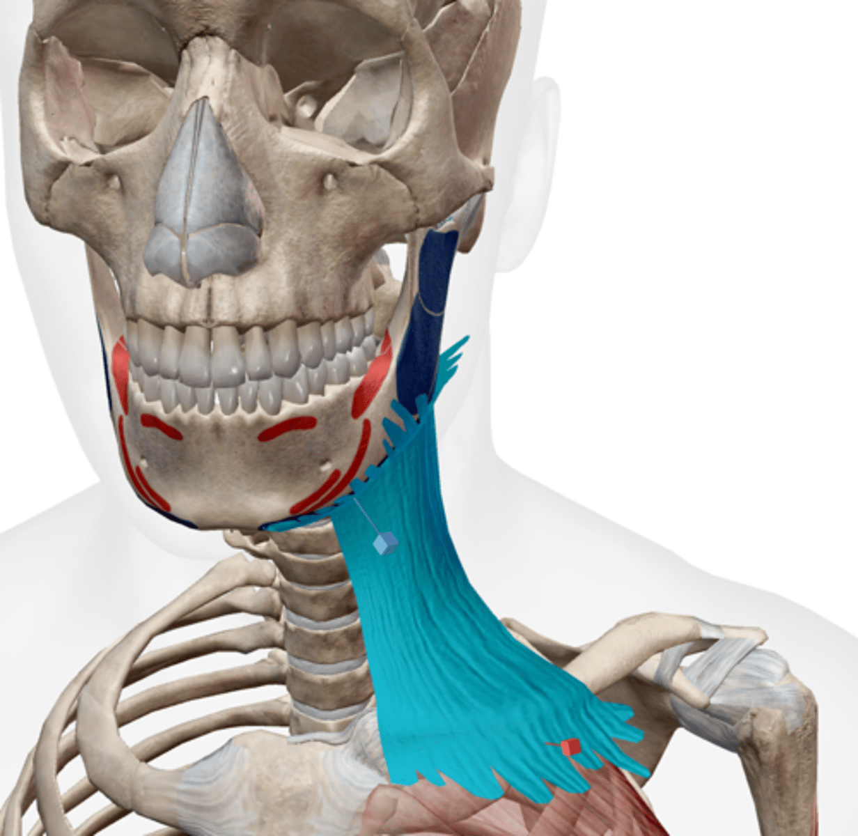 <p>Fascia over deltoid and pectoralis major muscles</p>
