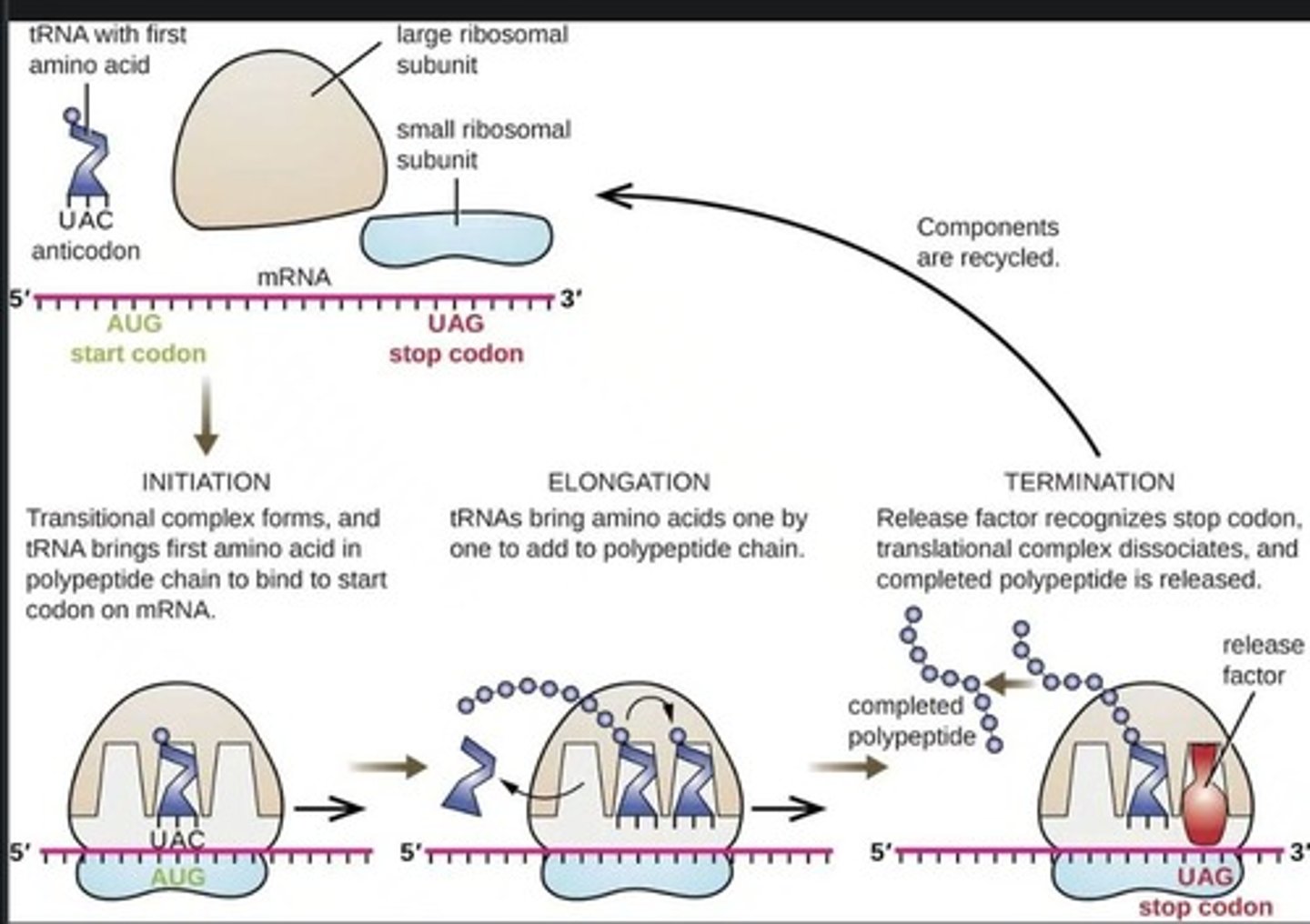 <p>Translation is complete when a stop codon (UAA, UAG, or UGA) is encountered, releasing the polypeptide.</p>