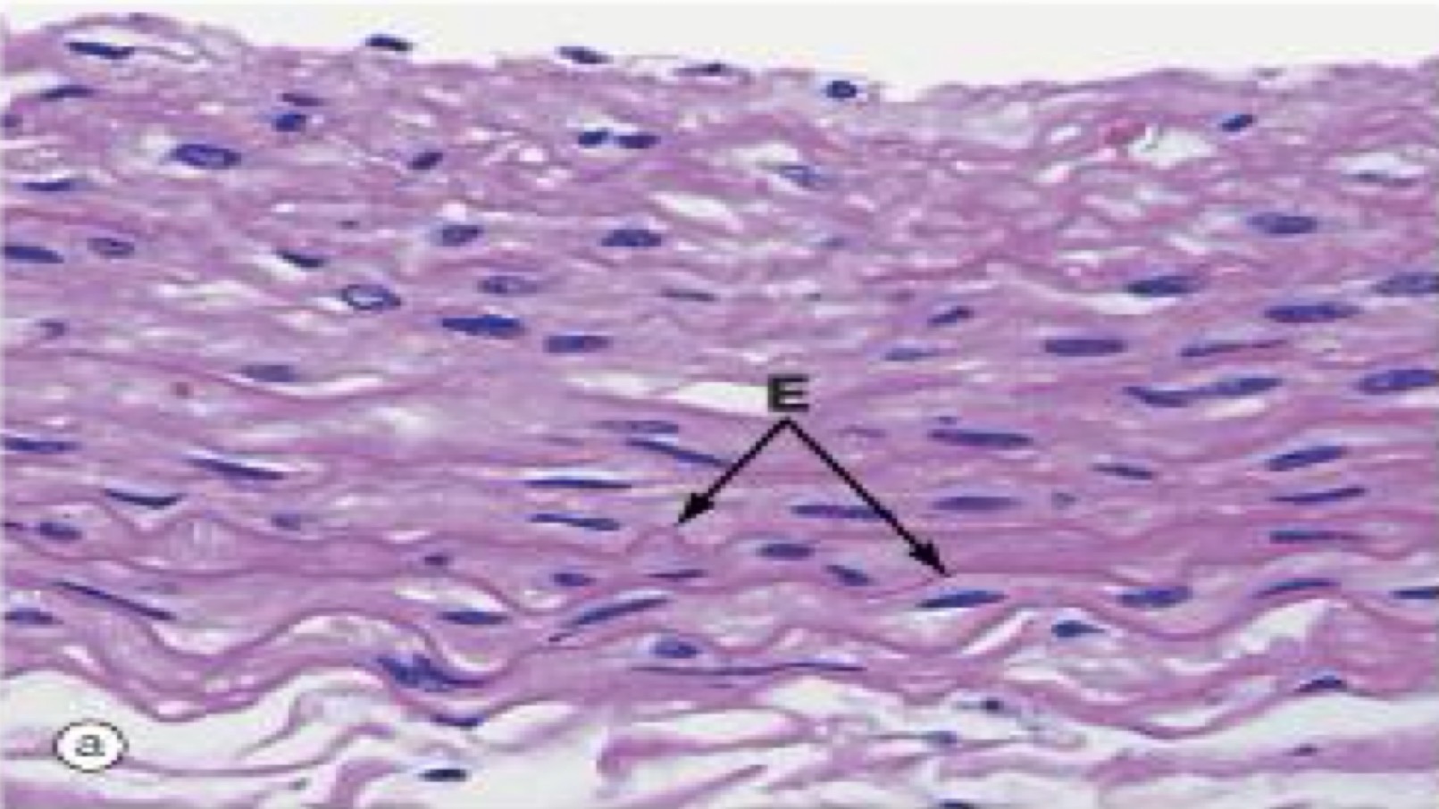 <p>A- identify</p><p>B- Histological features</p><p>C- Sites</p><p></p>
