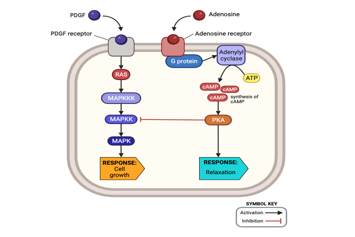 <p>Compared to the previous two hours, which cellular responses likely occurred during the exposure to both PDGF and adenosine?&nbsp;Select <strong>all </strong>that apply.</p><ul><li><p><span>a. increase in the activity of RAS</span></p></li><li><p><span>b. decrease in the activity of RAS</span></p></li><li><p><span>c. increase in the activity of MAPKKK</span></p></li><li><p><span>d. decrease in the activity of MAPKKK</span></p></li><li><p><span>e. increase in the activity of MAPKK</span></p></li><li><p><span>f. decrease in the activity of MAPKK</span></p></li><li><p><span>g. increase in the activity of MAPK</span></p></li><li><p><span>h. decrease in the activity of MAPK</span></p></li><li><p><span>i. increase in cell growth</span></p></li><li><p><span>j. increase in the activity of G-protein</span></p></li><li><p><span>k. decrease in the activity of G-protein</span></p></li><li><p><span>l. increase in the activity of adenylyl cyclase</span></p></li><li><p><span>m. decrease in the activity of adenylyl cyclase</span></p></li><li><p><span>n. increase in the abundance of cAMP</span></p></li><li><p><span>o. decrease in the abundance of cAMP</span></p></li><li><p><span>p. increase in the activity of PKA</span></p></li><li><p><span>q. decrease in the activity of PKA</span></p></li><li><p><span>r. relaxation of smooth muscle</span></p></li></ul><p></p>