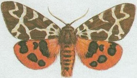 term image