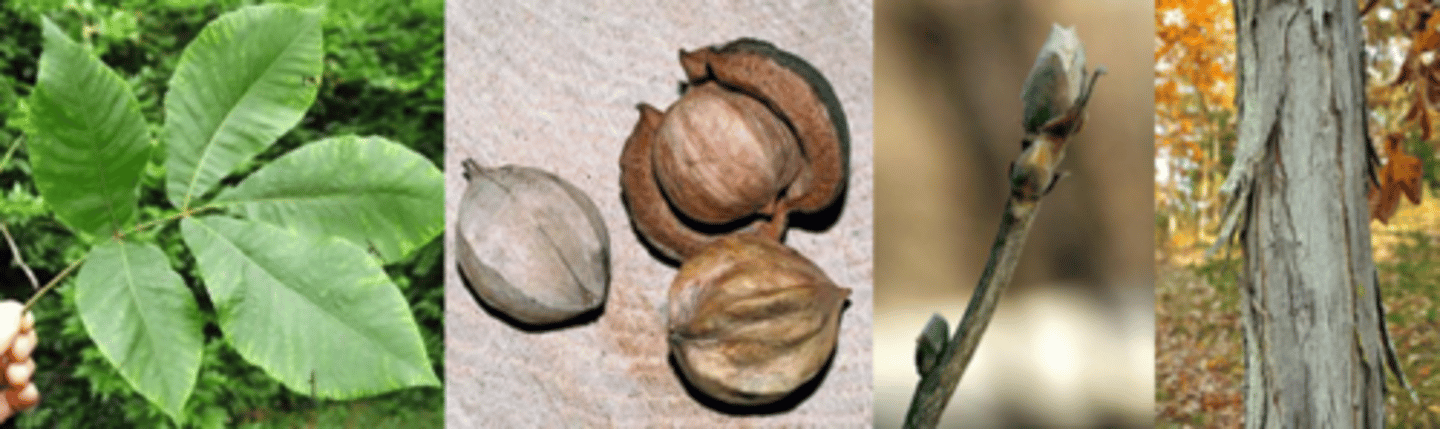 <p>Leaves: alternate; pinnately compound; 8-14” long with 5 (sometimes 7) leaflets; lateral leaflets are obovate to lanceolate, terminal leaflets are much larger than the laterals; margins serrate and ciliate; rachis stout and mostly glabrous; green above and paler below. </p><p>Twig: stout and usually tomentose, but may be somewhat pubescent near terminal bud, numerous lighter lenticels; leaf scars are raised, 3-lobed to semicircular - best described as a "monkey face". </p><p>Buds: terminal bud is large, tan, and super soft/pubescent, covered with 3-4 brown scales, more elongated than other hickories. </p><p>Fruit: Nearly round, 1½ - 2”, with a very thick husk; nut is distinctly 4-ribbed, and the seed is sweet and delicious; maturing in fall. </p><p>Bark: At first smooth and gray, later broken into long, wide plates attached at the middle, curving away from the trunk resulting in a coarsely shaggy appearance. </p><p>Form/Silvics: A tall tree reaching over 120’ tall with a straight trunk and an open round to oblong crown; often found on upland slopes and flatwoods with other hickories and oaks, and sometimes along streams.</p>
