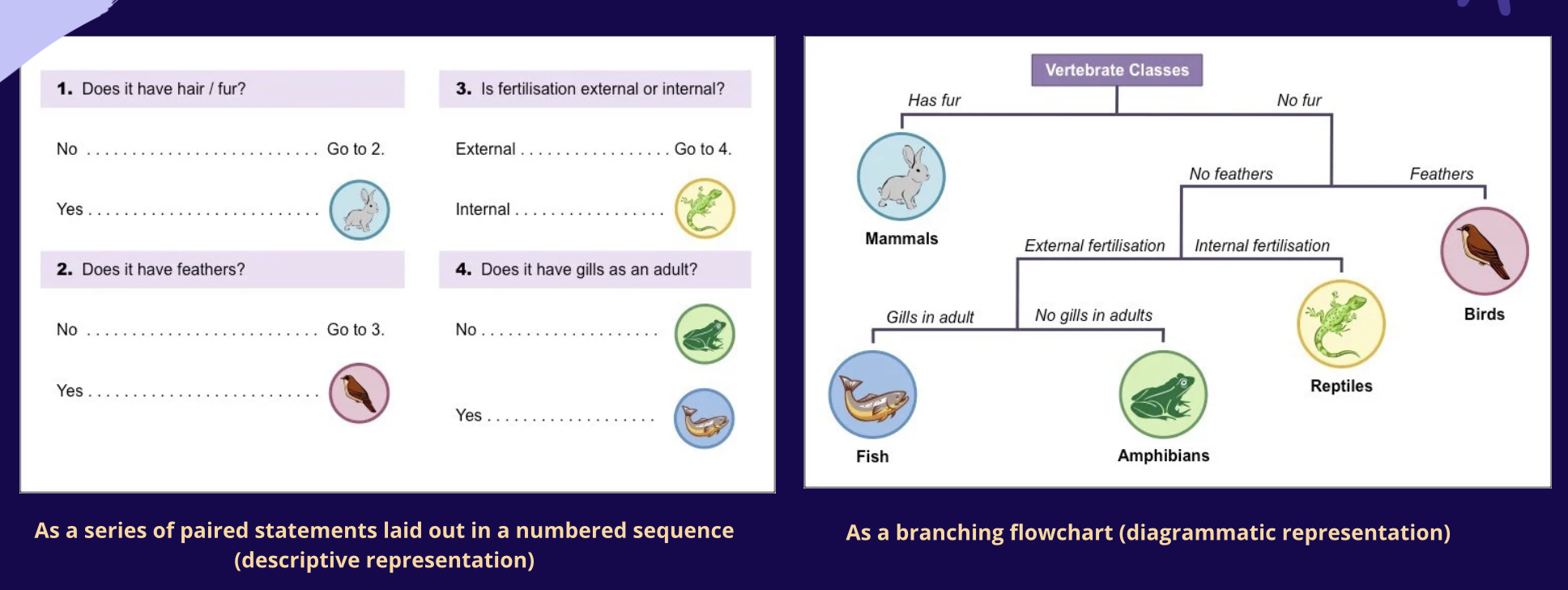 <p><strong>Dichotomous Key</strong></p>