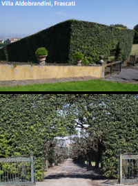 <p><span>Common european method of pruning trees as a smooth-planed hedge</span></p>