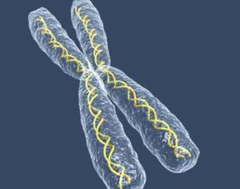 <p>Long strands of DNA found in cells. Human body cells have 46 chromosomes.</p>